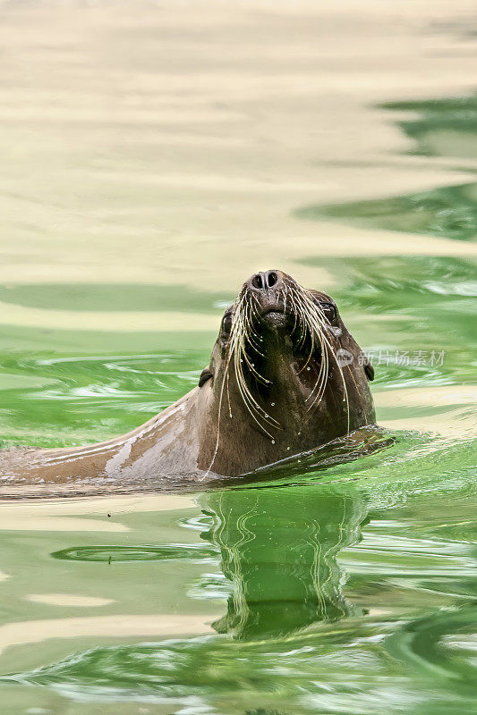 岩石上的海豹(Arctocephalus pusillus)